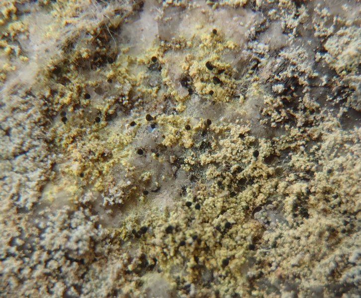 Calicium corynellum