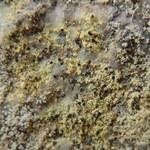 Calicium corynellum
