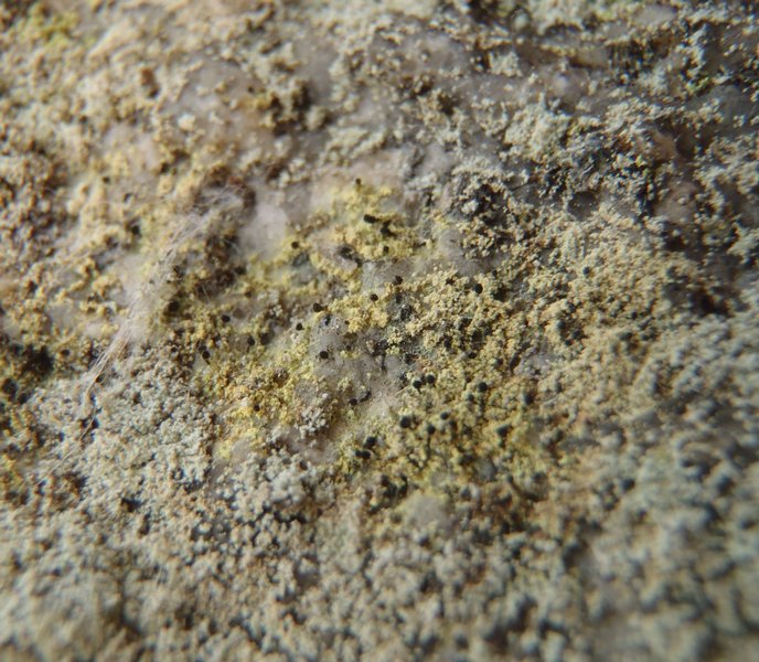 Calicium corynellum