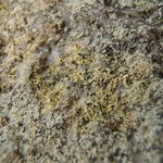 Calicium corynellum