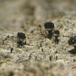 Calicium glaucellum