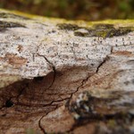 Calicium glaucellum