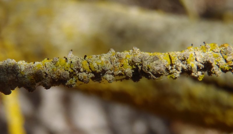 Calicium parvum