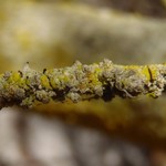 Calicium parvum