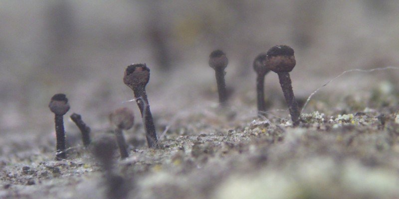 Calicium salicinum