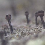 Calicium salicinum