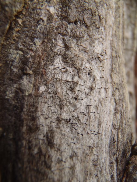 Calicium salicinum