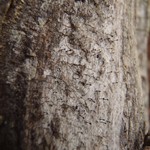 Calicium salicinum