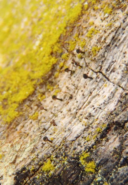 Calicium salicinum