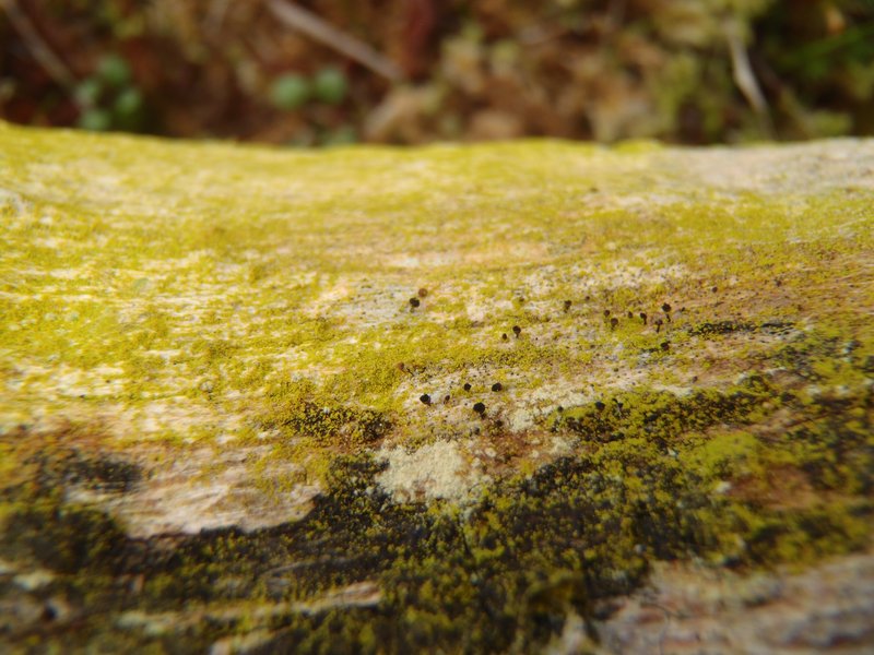 Calicium salicinum