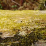 Calicium salicinum