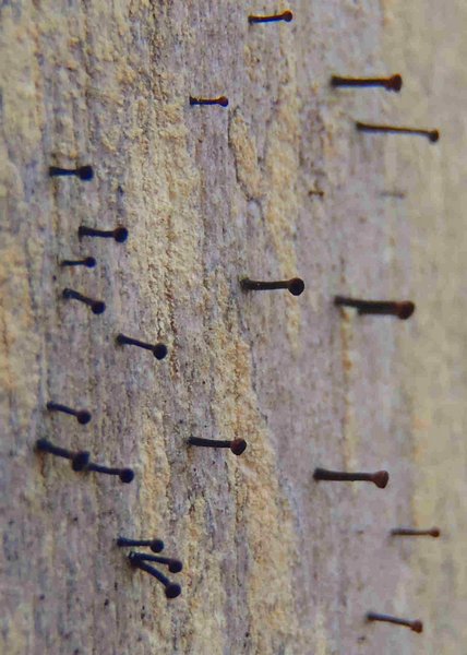 Calicium salicinum