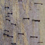 Calicium salicinum