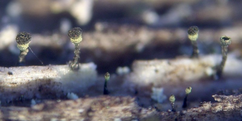 Calicium trabinellum