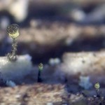 Calicium trabinellum