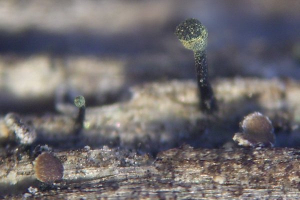 Calicium trabinellum