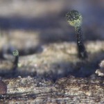 Calicium trabinellum