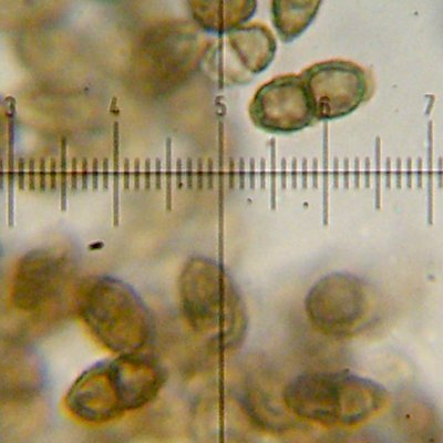 Calicium trabinellum