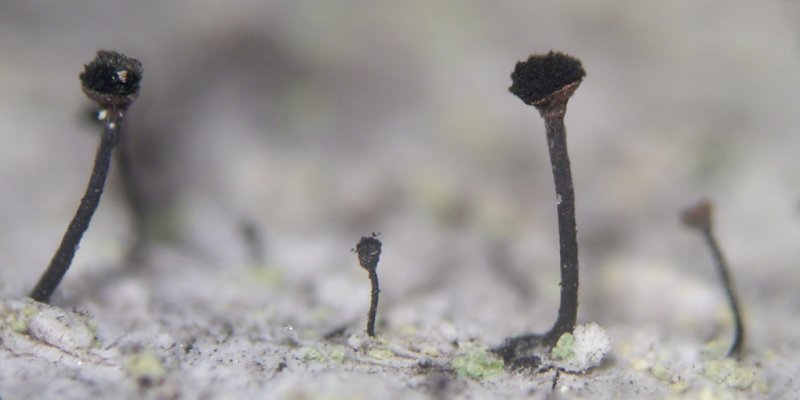 Calicium viride