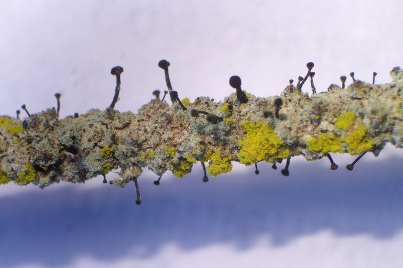 Calicium viride