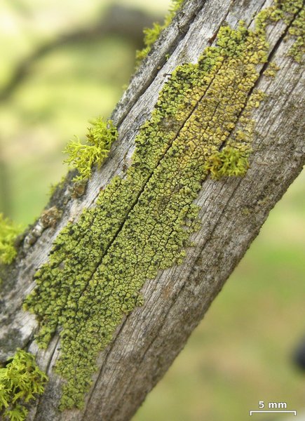 Calicium viride