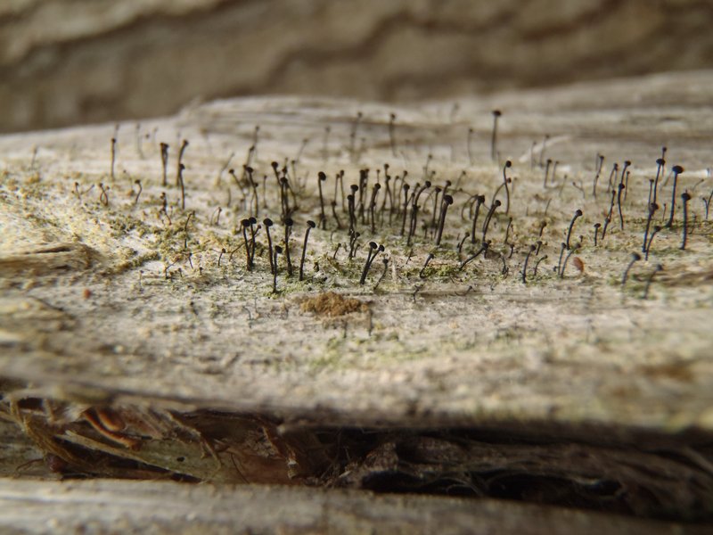 Calicium viride