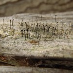 Calicium viride