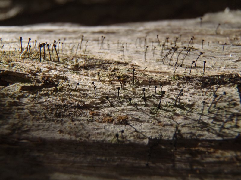 Calicium viride