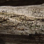 Calicium viride