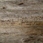 Calicium viride