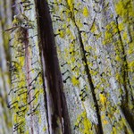 Calicium viride