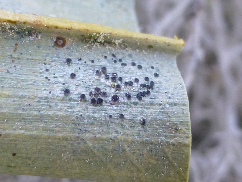 Calopadia fusca