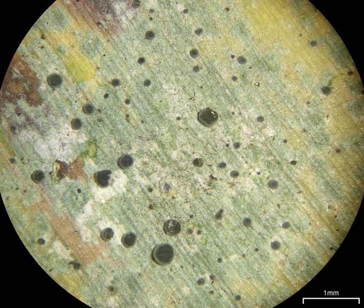 Calopadia puiggarii