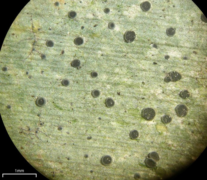 Calopadia puiggarii