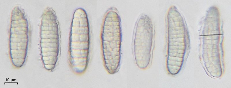 Calopadia puiggarii