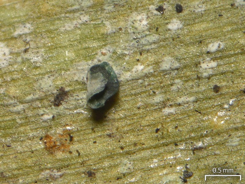 Calopadia puiggarii