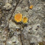 Caloplaca ahtii