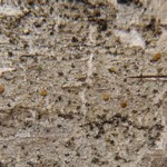 Caloplaca ahtii
