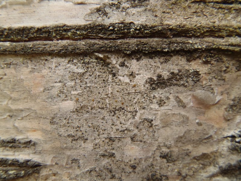 Caloplaca ahtii