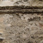 Caloplaca ahtii
