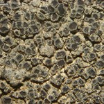 Caloplaca albovariegata