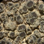 Caloplaca albovariegata