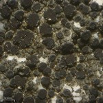 Caloplaca albovariegata