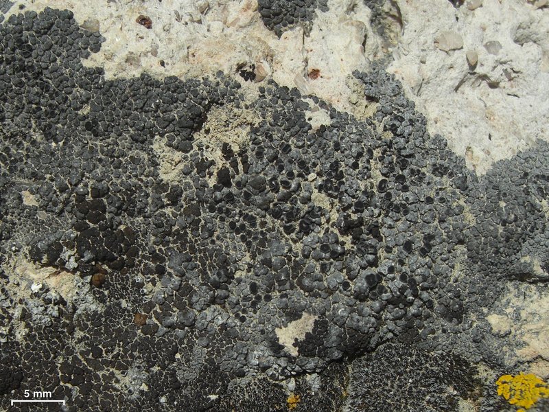 Caloplaca albovariegata