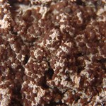 Caloplaca ammiospila