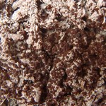 Caloplaca ammiospila