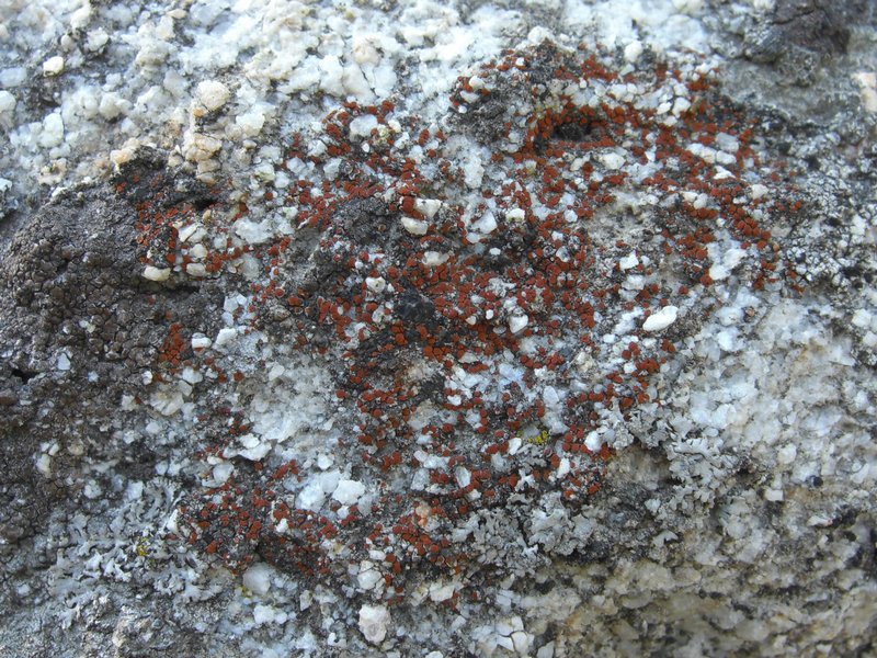 Caloplaca arenaria