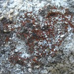 Caloplaca arenaria