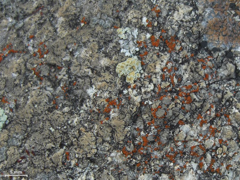 Caloplaca arenaria
