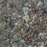 Caloplaca arenaria